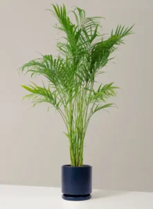 Golden Cane Palm