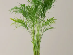 Golden Cane Palm